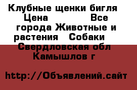 Клубные щенки бигля › Цена ­ 30 000 - Все города Животные и растения » Собаки   . Свердловская обл.,Камышлов г.